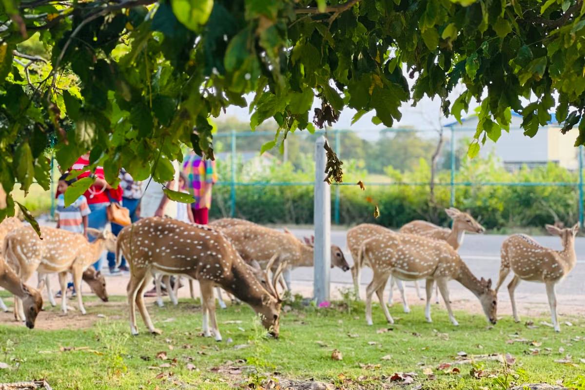 திருகோணமலையில் உலாவும் மான்களை பார்வையிட படையெடுக்கும் சுற்றுலா பயணிகள் | Tourists Flock To See Deer In Trincomalee திருகோணமலையில் உலாவும் மான்களை பார்வையிட படையெடுக்கும் சுற்றுலா பயணிகள் | Tourists Flock To See Deer In Trincomalee