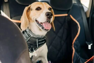 காரில் நாயுடன் கொண்டு செல்லப்பட்ட மரம் பொருள்: மைத்துனருக்கு நேர்ந்த கதி!