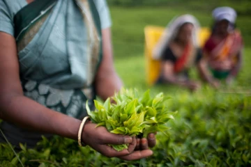 இலங்கையின் தேயிலைத்துறை பாதுகாக்க ஒப்பந்த பயிர்செய்கை முறை உதவும்! ஆய்வில் வெளியான தகவல்