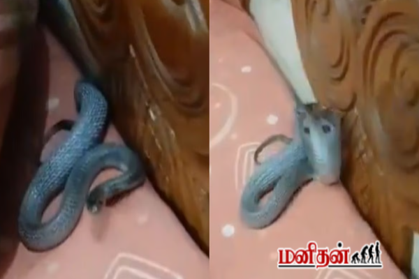 தலையணைக்கு அடியில் பத்திரமாய் பதுங்கி இருந்த பாம்பு - மெய்சிலிர்க்கும் காட்சி | Snake Sneaking Under Pillow Viral Visual Video தலையணைக்கு அடியில் பத்திரமாய் பதுங்கி இருந்த பாம்பு - மெய்சிலிர்க்கும் காட்சி | Snake Sneaking Under Pillow Viral Visual Video