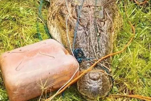 450 பேரை உயிருடன் விழுங்கிய முதலைகள்... ஆனால் அவற்றைக் கொல்ல அனுமதி இல்லையாம் | Crocodile Attack Capital Beasts Eat 450 People