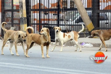 සුනඛයන් නිසා ලොකු ප්‍රශ්ණයක් පරිස්සමෙන් පාරේ යන්න