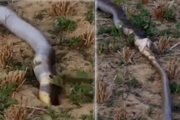 பதுங்கியிருந்த ராஜநாகம்! வலுக்கட்டாயமாக வேட்டையாடும் பாம்பின் பயங்கர காட்சி