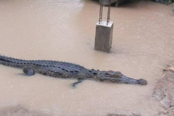 வெள்ள நீருடன் ஊருக்குள் புகுந்த முதலை ; மக்கள் அச்சம் | Crocodile Enters Town With Flood Water