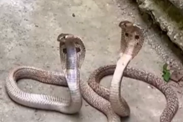 படம் எடுத்து ஆடும் நாகப்பாம்பிடம் ஏற்பட்ட திடீர் மாற்றம்… இறுதியில் வெளிவரும் சுய ரூபம்! தீயாய் பரவும் காட்சி