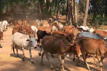 மாடுகளை வடமேற்கு மாகாணத்திற்கு உள்ளேயும் வெளியேயும் கொண்டு செல்ல தடை
