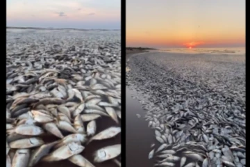 திடீரென கரை ஒதுங்கிய லட்சக்கணக்கான மீன்கள் - அதிர்ச்சியில் மக்கள்!
