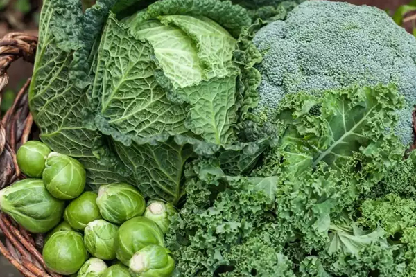 கண் பார்வையை அதிகரிக்க இந்த உணவுகளை உட்கொள்ளுங்கள் | Consume These Foods To Improve Eyesight