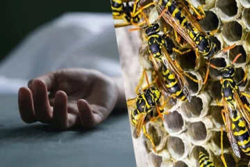 யாழ்ப்பாணத்தில் குளவிக் கொட்டுக்கு இலக்காகி பெண்ணொருவர் உயிரிழப்பு