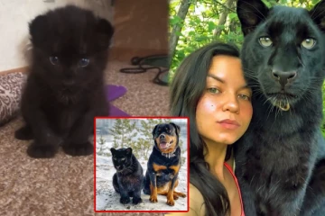 கருப்பு பூனை என நினைத்து கருஞ்சிறுத்தையை வளர்த்த பெண் - செல்லப்பிராணியாக மாறிய லூனா!