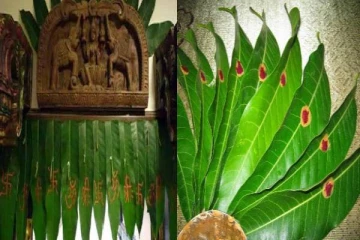 மாவிலை தோரணம் கட்டுவதற்கு அறிவியல் காரணம் இருக்கா? கட்டாயம் தெரிஞ்சிக்கோங்க