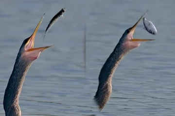 Viral Video: இப்படியொரு மீன் வேட்டையை பார்த்திருக்கவே மாட்டீங்க... அட்டகாசமான ஸ்டைல்