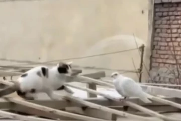 வேட்டைக்கு வந்த பூனையின் திடீர் மாற்றம்... காத்திருந்த புறாவுடன் நட்பு