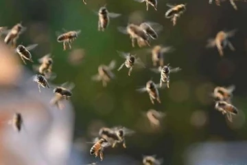 குளவி கொட்டுக்கு இலக்கான ஐவர் தொழிலாளர்கள் வைத்தியசாலையில்