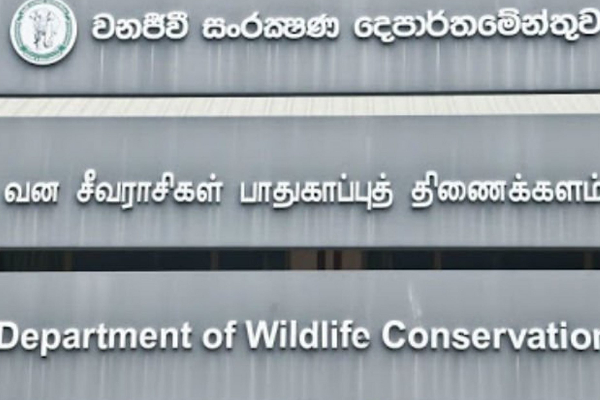 உலகில் அதிக யானைகள் இறக்கும் நாடாக இலங்கை | Sri Lanka Highest Number Of Elephant Deaths