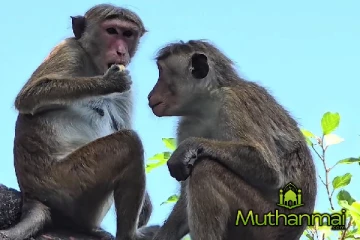 தோப்பூர் பிரதேசத்தில் குரங்குகளின் தொல்லை அதிகரிப்பு!