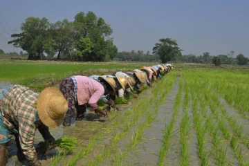 22,000 ஏக்கரில் நெற்செய்கை ஆரம்பம்: 12,000 விவசாயிகளுக்கான மேம்பாட்டு திட்டம்