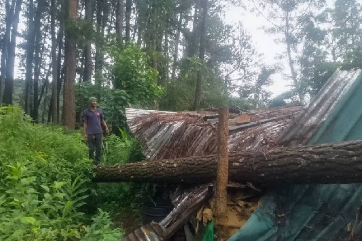 அடை மழை காரணமாக மரம் முறிந்து விழுந்து வீடு சேதம் ; மக்கள் அவதானத்திற்கு அறிவுறுத்தல் | House Damaged After Tree Falls Due To Heavy Rain அடை மழை காரணமாக மரம் முறிந்து விழுந்து வீடு சேதம் ; மக்கள் அவதானத்திற்கு அறிவுறுத்தல் | House Damaged After Tree Falls Due To Heavy Rain