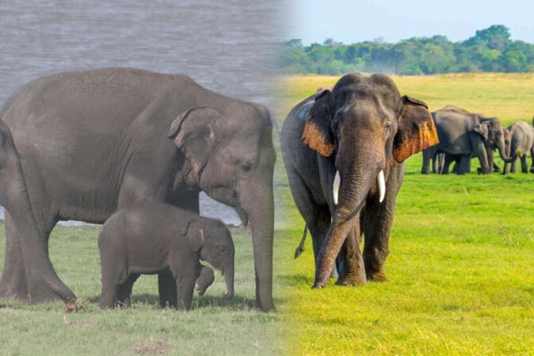 கடந்த ஒரு நாளில் ஆறு காட்டு யானைகள் மரணம் | Six Wild Elephants Die In The Past Day கடந்த ஒரு நாளில் ஆறு காட்டு யானைகள் மரணம் | Six Wild Elephants Die In The Past Day
