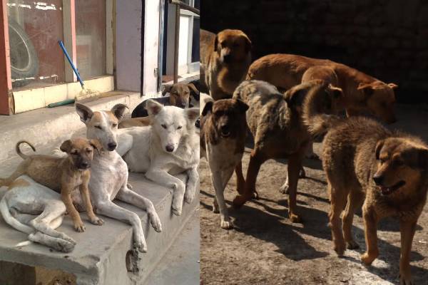 badava gopi explain dog lover neeya naana