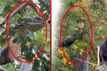 ஊருக்குள் வந்த 12 அடி நீள ராஜநாகம்; அச்சத்தில் மக்கள்!