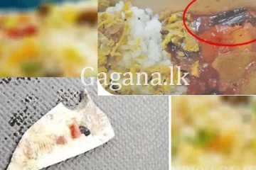 වරාය බත්පතේ කැරපොත්තෙක් - ඊට පෙර පිහි කෑල්ලකුත්. - (VIDEO)