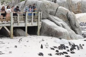 63 பென்குயின்களின் உயிரைப் பறித்த தேனீக்கள்