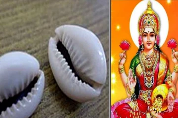 சோழிகளை வீட்டில் வைத்திருந்தால் நல்லதா? கெட்டதா? வாஸ்து சொல்லும் தகவல்