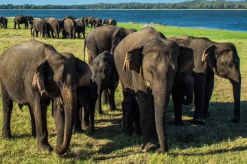 අලි - මිනිස් ගැටුමට කඩිනම් ජාතික ප්‍රතිපත්තියක්