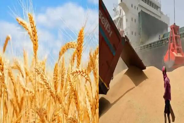 இந்திய கோதுமையில் ரூபெல்லா வைரஸ்?  - திருப்பி அனுப்பிய  துருக்கி | Turkey Rejects Indian Wheat Consignment
