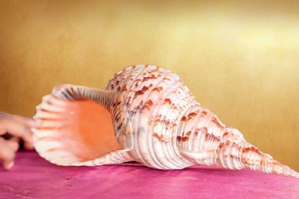 இலங்கையில் அதிக பெறுமதியுடைய வலம்புரி சிக்கியது | One Was Caught With A Rare Type Of Valampuri