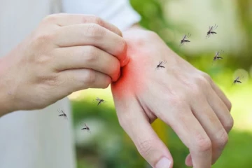 டெங்கினை கட்டுப்படுத்த வருகிறது வோல்பேசியா நுளம்பு