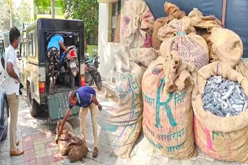 இலங்கைக்கு கடத்தப்படவிருந்த கடல் அட்டைகளுடன்: ஒருவர் கைது