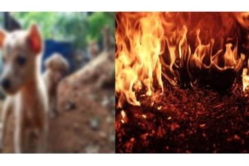 பிறந்து 3 நாட்களே ஆன நாய் குட்டி..உயிரோடு எரித்து கொன்ற கொடூரம் - நடுங்க வைக்கும் பயங்கரம்!