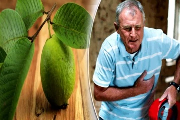 கொய்யா இலைகளின் சாற்றை சாப்பிட்டால் என்ன நடக்கும்? இதய நோயாளர்கள் தெரிஞ்சிக்கோங்க