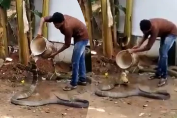 Viral Video: கோடை வெயிலுக்கு ராஜ நாகம் போடும் குளியல்! திரும்ப திரும்ப பார்க்கத் தோன்றும் காட்சி