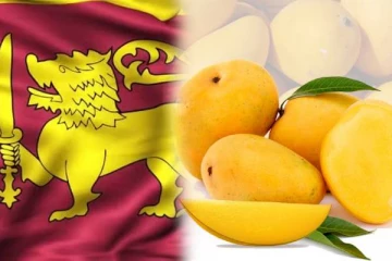 வரலாறு காணாத அளவில் அதிகரித்துள்ள மாம்பழ அறுவடை : விவசாயத் திணைக்களம் அறிவிப்பு