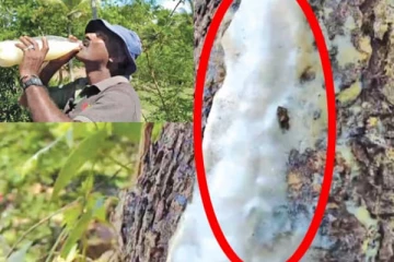 இலங்கையில் வேப்ப மரத்தில் அருவியாக கொட்டும் பால் - வியப்பில் குவியும் மக்கள்