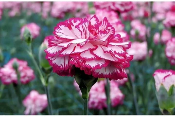 ஊரடங்கால் பல ஏக்கரில் சாகுபடி செய்யப்பட்ட கொய்மலர்கள் அழுகி சேதம் - விவசாயிகள் வேதனை