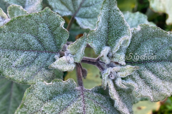 நுவரெலியாவில் உறைபனி பொழிவு : கவலை வெளியிட்ட மக்கள் | Early Morning Freezing Rain In Nuwara Eliya