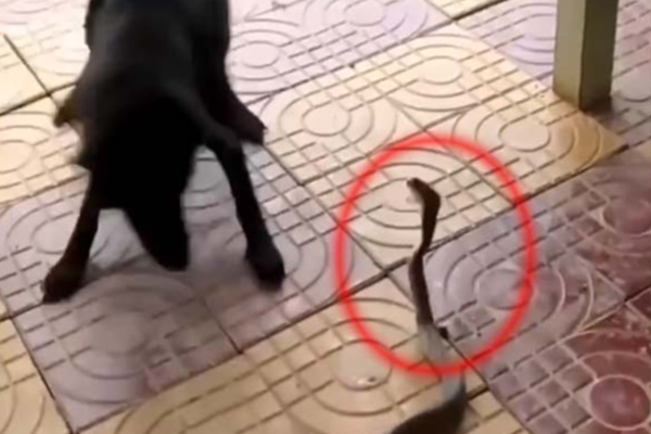 படமெடுத்து நின்ற பாம்பு! வீட்டிற்குள் நுழையாமல் தடுக்க போராடும் நாய் | Dog Attack Snake In House Viral Video