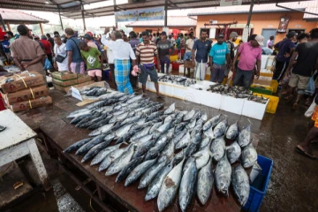 வட மாகாணத்தில் பாரியளவு அதிகரித்துள்ள மீன்களின் விலை