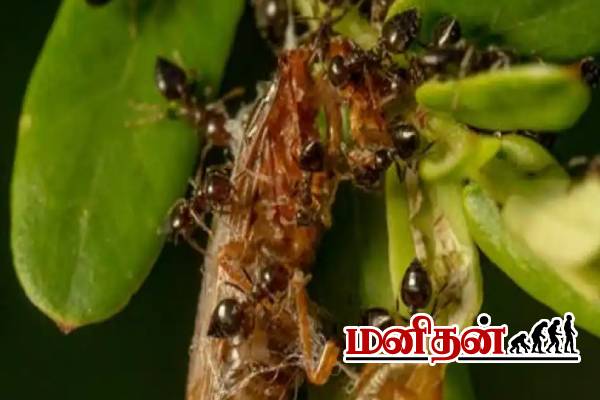 எறும்புகளுக்கு பயப்படுவது அரிய வகை நோயா? இளம்பெண்ணின் உயிரை பறித்த சோகம் | Myrmecophobia Symptoms Of Fear Of Ants எறும்புகளுக்கு பயப்படுவது அரிய வகை நோயா? இளம்பெண்ணின் உயிரை பறித்த சோகம் | Myrmecophobia Symptoms Of Fear Of Ants