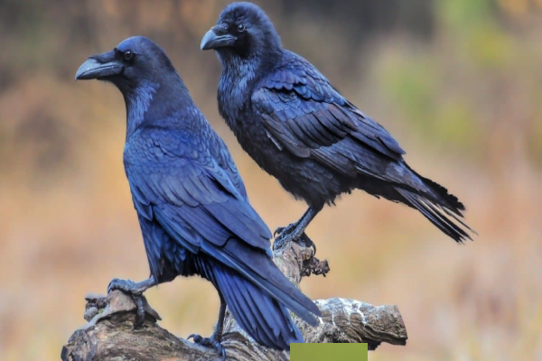 வெளிநாட்டு காகங்கள் பேசுமா? பின்னணி காரணம் இதோ | Crow Vs Raven The Differences Full Details