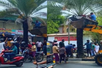 தமிழர் பகுதியில் காய்த்துக் குலுங்கும் பேரிச்சம் பழங்கள்