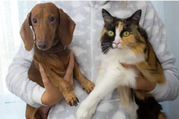 நாய்களையும் பூனைகளையும் உண்ணும் சுவிஸ் நாட்டவர்கள்: ஒரு ஆச்சரிய தகவல்