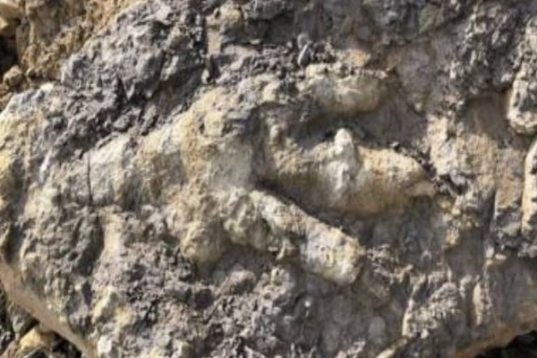 பிரித்தானியாவில் கண்டுபிடிக்கப்பட்ட டைனோசர் கால்தடம்! | 3 3 Feet Long Dinosaur Footprint Found In Britain