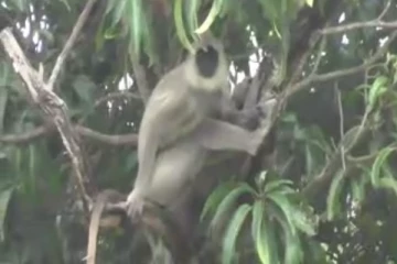 கந்தளாய் பிரதேசத்தில் குரங்குகள் தொல்லை: பொது மக்கள் விடுத்துள்ள கோரிக்கை (Photos)