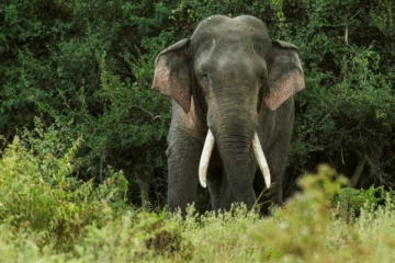 யாழில் தாக்குதலுக்கு இலக்கான இளைஞன் சிகிச்சை பலனின்றி உயிரிழப்பு