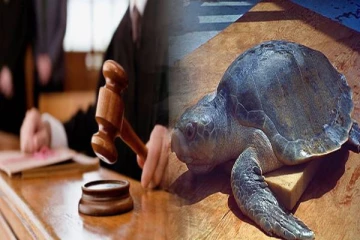 ஆமையுடன் சிக்கிய நபருக்கு அபராதம்